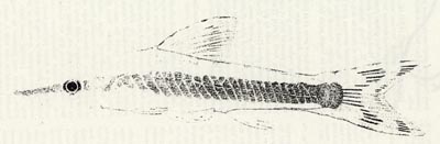 Otocinclus mura